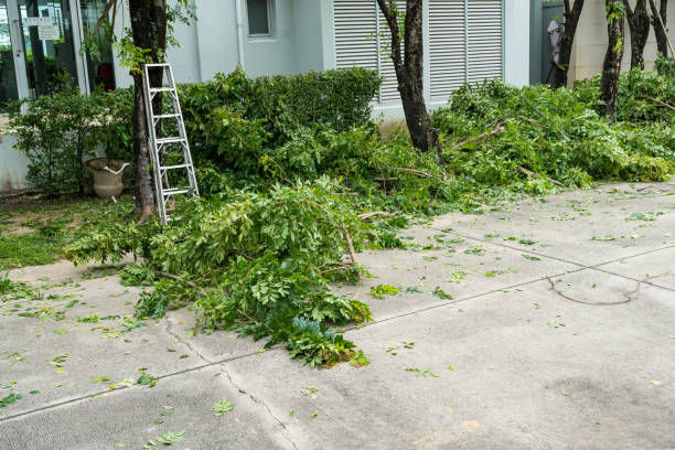 Tree Removal for Businesses in Chesapeake, VA